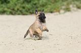 MALINOIS 402